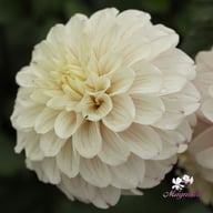Pencil Art Sugar Dahlia Tuber