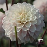 Pencil Art Sugar Dahlia Tuber