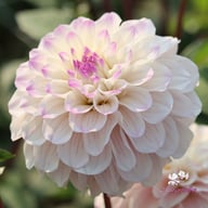 Pencil Art Sugar Dahlia Tuber
