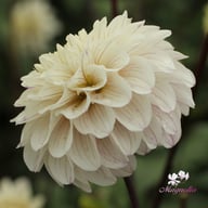 Pencil Art Sugar Dahlia Tuber