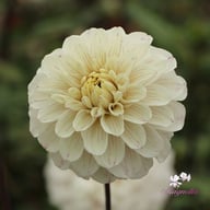 Pencil Art Sugar Dahlia Tuber