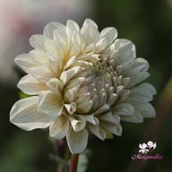 Pencil Art Sugar Dahlia Tuber