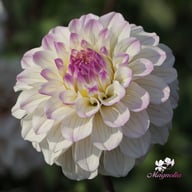 Pencil Art Sugar Dahlia Tuber