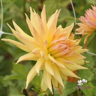 Penhill Autumn Shade Dahlia Tuber