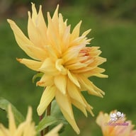 Penhill Autumn Shade Dahlia Tuber