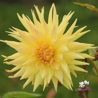 Penhill Autumn Shade Dahlia Tuber