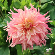 Penhill Watermelon Dahlia Knöl