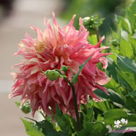 Penhill Watermelon Dahlia Knöl
