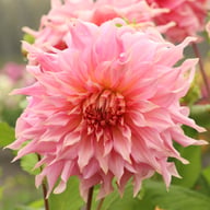 Penhill Watermelon Dahlia Tuber