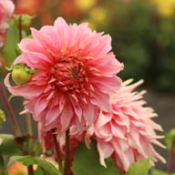 Penhill Watermelon Dahlia Tuber