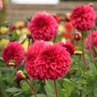 Perch Hill Dahlia Tuber