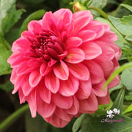 Perch Hill Dahlia Tuber