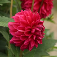 Perch Hill Dahlia Tuber
