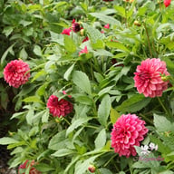 Perch Hill Dahlia Tuber