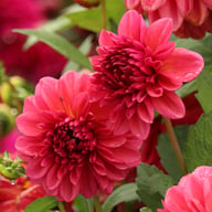 Perch Hill Dahlia Tuber