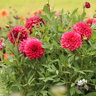 Perch Hill Dahlia Tuber