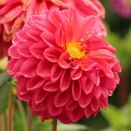 Perch Hill Dahlia Tuber
