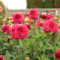 Perch Hill Dahlia Tuber