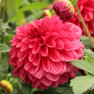 Perch Hill Dahlia Tuber