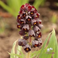 Persica Fritillaria Bulb