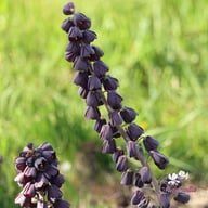 Persica Fritillaria Bulb