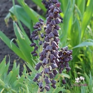 Persica Fritillaria Bulb
