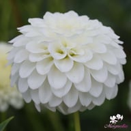 Petra's Wedding Dahlia Knöl