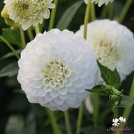 Petra's Wedding Dahlia Knöl