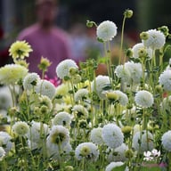 Petra's Wedding Dahlia Knöl