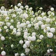 Petra's Wedding Dahlia Knöl