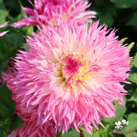 Pinelands Princess Dahlia Tuber