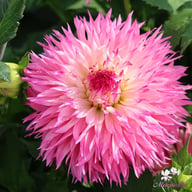 Pinelands Princess Dahlia Tuber