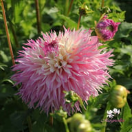 Pinelands Princess Dahlia Tuber