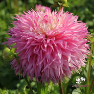 Pinelands Princess Dahlia Tuber