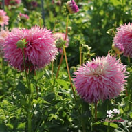 Pinelands Princess Dahlia Tuber