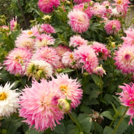 Pinelands Princess Dahlia Tuber