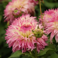 Pinelands Princess Dahlia Knöl