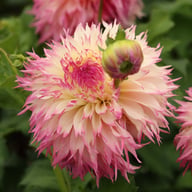 Pinelands Princess Dahlia Knöl