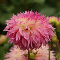 Pinelands Princess Dahlia Knöl