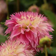 Pinelands Princess Dahlia Knöl