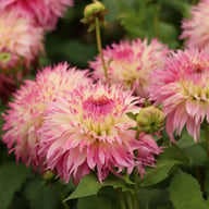 Pinelands Princess Dahlia Knöl