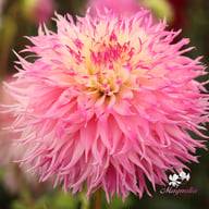Pinelands Princess Dahlia Tuber