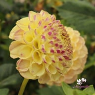 Ping Pong Dahlia Tuber