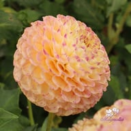Ping Pong Dahlia Tuber