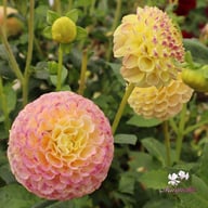 Ping Pong Dahlia Tuber
