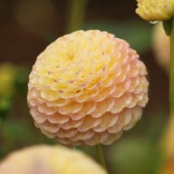 Ping Pong Dahlia Knöl