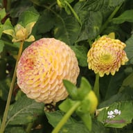 Ping Pong Dahlia Tuber