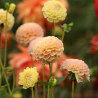 Ping Pong Dahlia Knöl