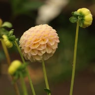 Ping Pong Dahlia Knöl