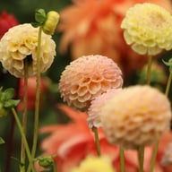 Ping Pong Dahlia Knöl